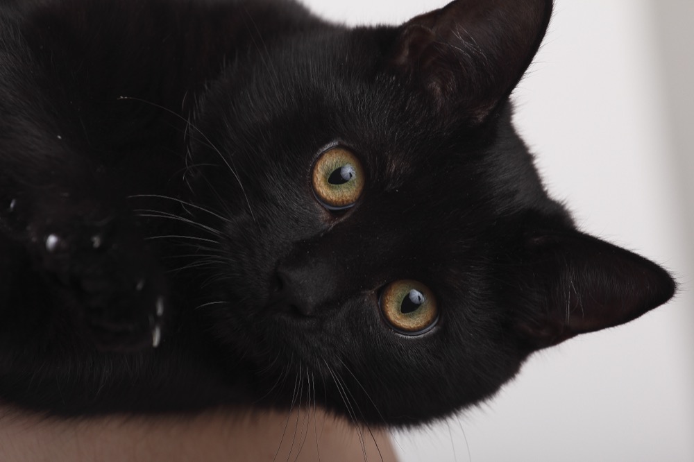 くろ Kuro