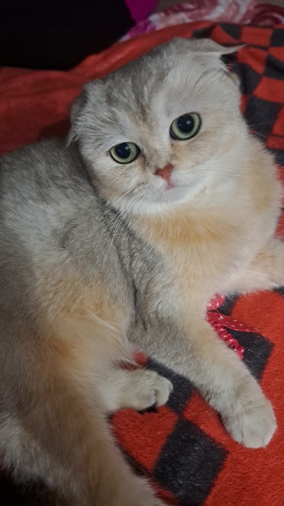 もち Mochi