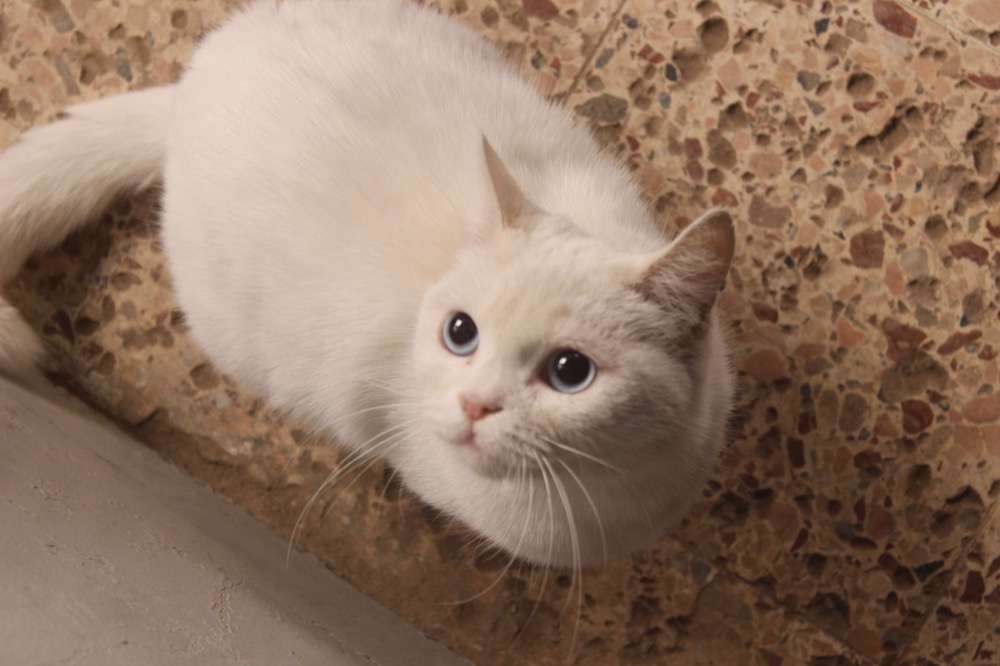 しろ Shiro